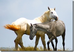 2 horses overlapping au pairs