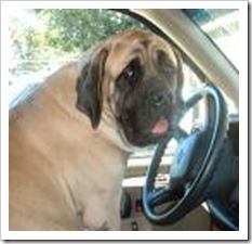 hound in drivers seat