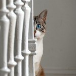 cat behind post spying vibragiel