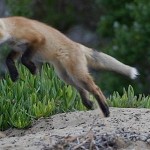 Red Fox Pup mikebaird.jpeg