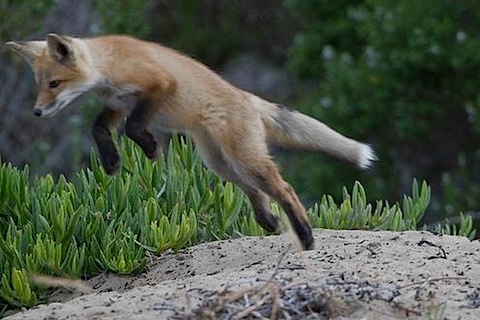 Red Fox Puppy