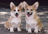 heritage tiny twin corgies.jpg