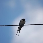 swallows by Fergal OP.jpg