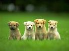 4 puppies green.jpg