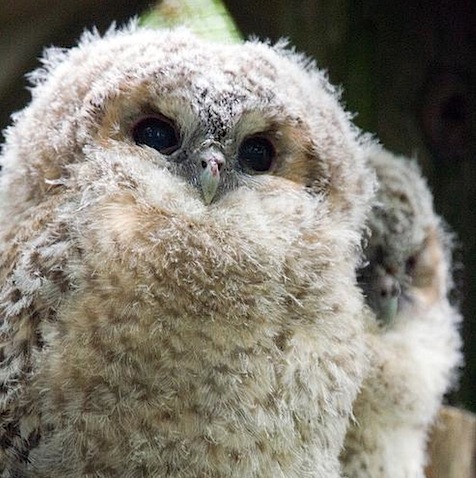 Tawny Owl Chicks keith marshall.jpeg