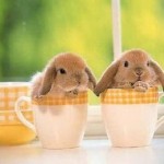 rabbit pair in teacups.jpg