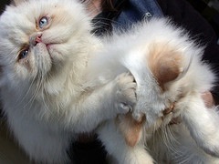 201006271001.jpg