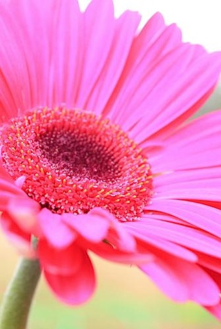 Free Pink Flower pick sherbert.jpeg