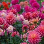 dahlias.jpg