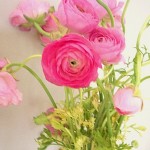 ranunculus chiccountrymouse.jpg