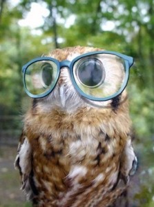 owl sunglasses