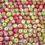 apples