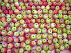 apples